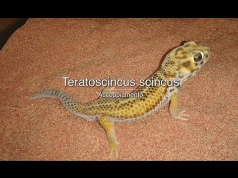 Teratoscincus scincus - Accoppiamento