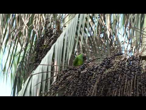 Dusky-headed Parakeet (Aratinga weddellii)