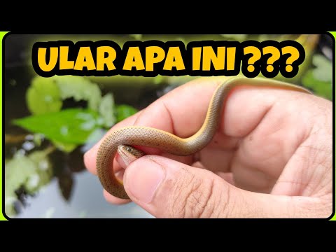 ular air kelabu | rice paddy snake | plumbea water snake | Hypsiscopus plumbea