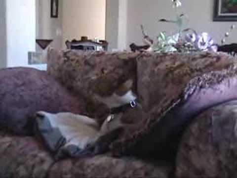 Basenji dog sings 2