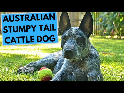 Australian Stumpy Tail Cattle Dog Breed - Facts and Information