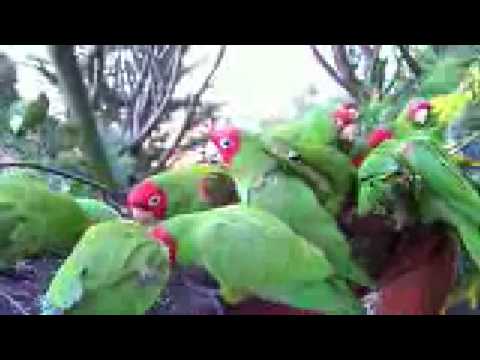 Telegraph Hill Parrots January 30, 2008 (HD)