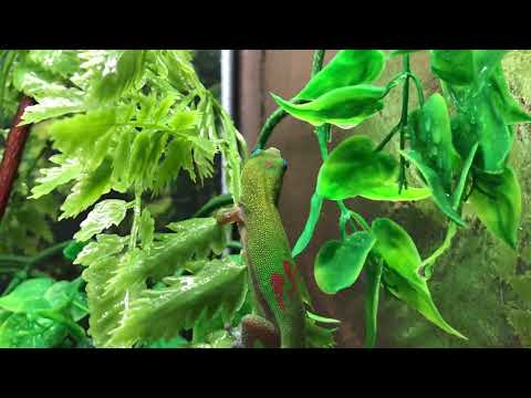 Gold Dust Day Gecko - Phelsuma Laticauda