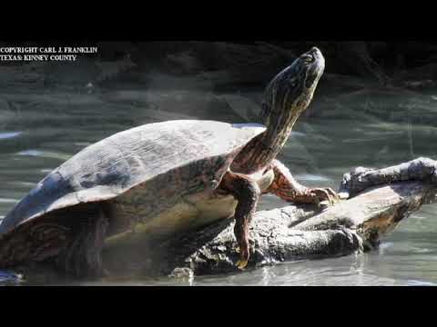 Rio Grande river cooters (Pseudemys gorzugi) from Kinney county, Texas