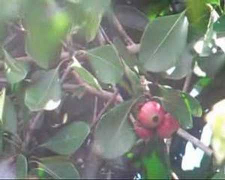 Lilac-tailed Parrotlet