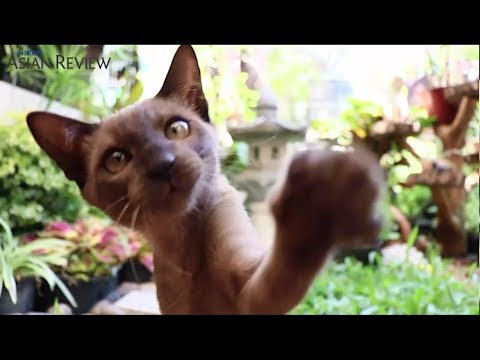 Thai cats, a breed apart