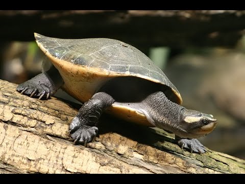 Red-bellied Short-necked Turtle / Emydura Subglobosa