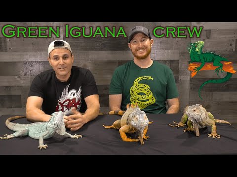 The fascinating Green Iguana