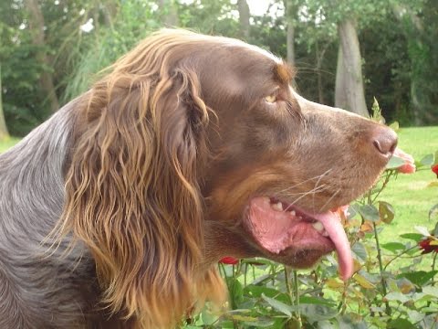 Spaniel picardo (Epagneul picard) - Raza de Perro