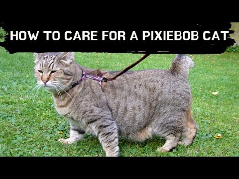 How to care for a Pixiebob cat Updated 2021 || Pixie bob cat kittens