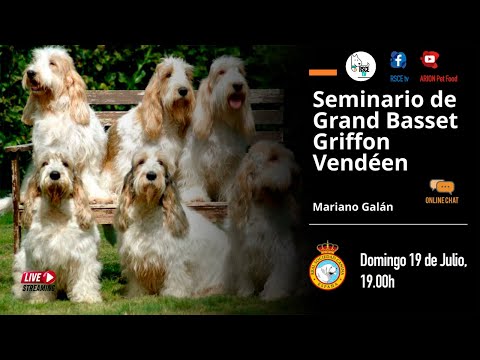 Gran Basset Grifón Vendeano