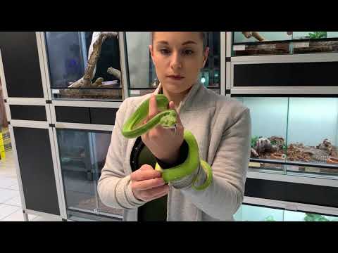 Etablissez une relation de confiance avec votre python vert (Morelia viridis)