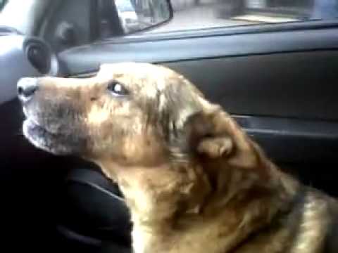 Perro explica a su dueña dónde estuvo perdido