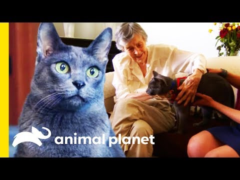 Jake The Korat Makes The Purr-fect Therapy Cat | Cats 101