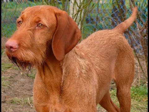 Braco Húngaro de Pelo Duro o Viszla de Pelo Duro - Raza de Perro