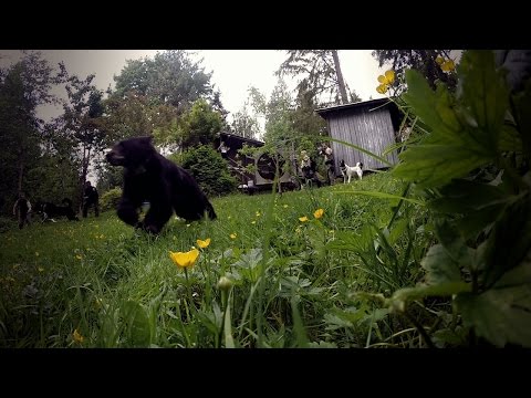 Watch the Karelian Bear Team in Action