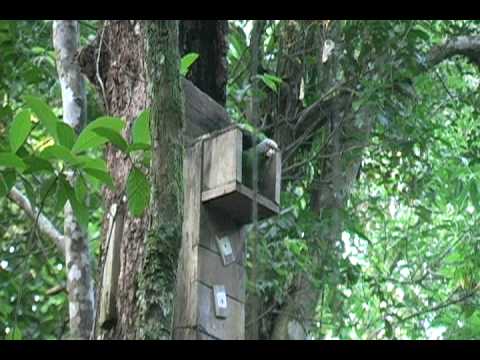 Amazona brasiliensis - Papagaio-da-cara-roxa - Red-tailled Parrot