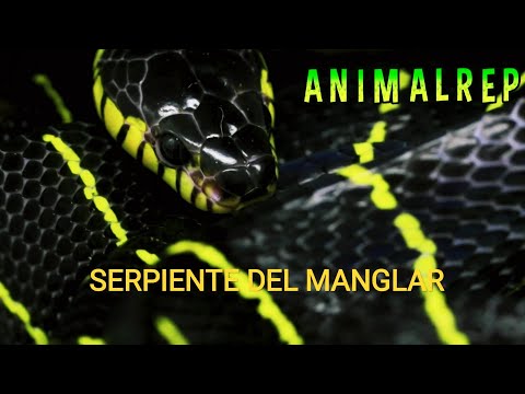 SERPIENTE DEL MANGLAR (Boiga dendrophila)