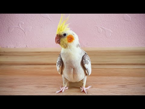 Funny Parrot (Nymphicus Hollandicus)