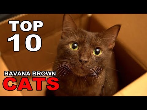TOP 10 HAVANA BROWN CATS BREEDS