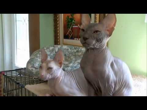 Cats 101 Animal Planet - Donskoy ** High Quality **