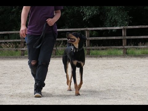 Hector - Transylvanian Hound - 3 Weeks Residential Dog Training
