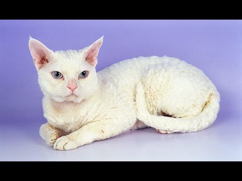 Devon Rex / Raza de Gato