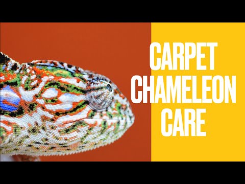 Carpet chameleon (Furcifer lateralis) Care