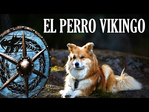 Perro pastor Islandés - El animal tótem de Islandia