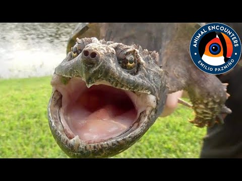 La tortuga MORDEDORA: Un lagarto con carapacho!