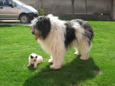 The Miracle of Life - Romanian Mioritic shepherd dog babies