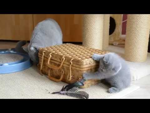 British Shorthair Cat and Kittens