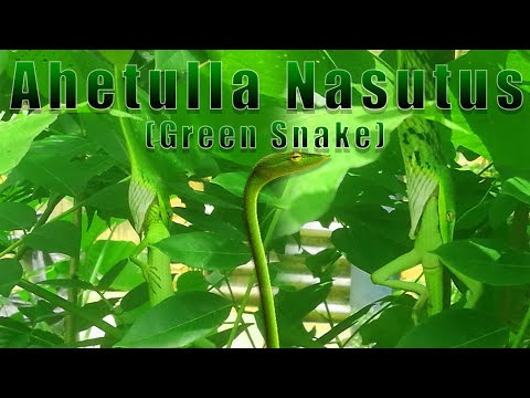 Ahaetulla Nasuta (Green Snake) | ඇහැටුල්ලාගේ ගොදුර