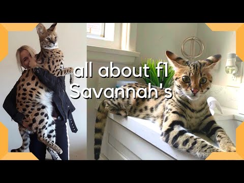 Savannah Cat : The Most Expensive Pet in the world / Largest cat breed F1 Savannah savannah-cats.com