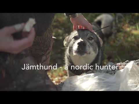 4 Jämthund- a nordic hunter