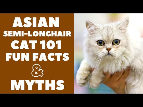 Asian Semi-Longhair Cats 101 : Fun Facts &amp; Myths