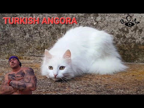 WHITE CAT TURKISH ANGORA а.С.м