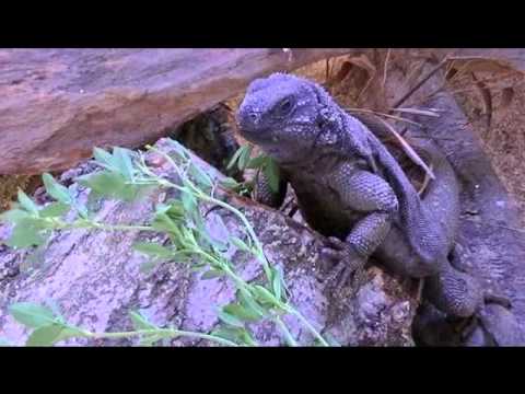 SAUROMALUS HISPIDUS (chuckwalla).wmv