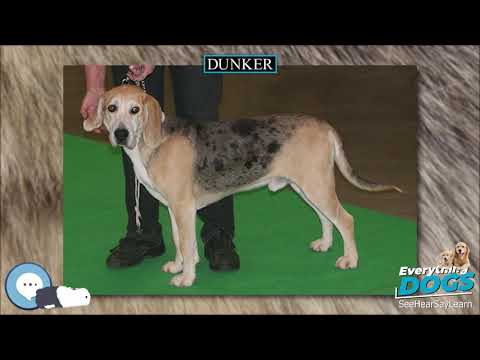 Dunker 🐶🐾 Everything Dog Breeds 🐾🐶