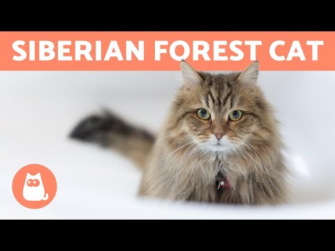 SIBERIAN CAT - Characteristics, Care and Health