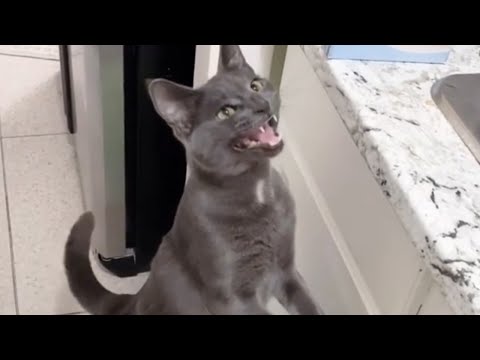 Cute Korat Cat Meowing - Adorable Grey Korat Kittens Purring