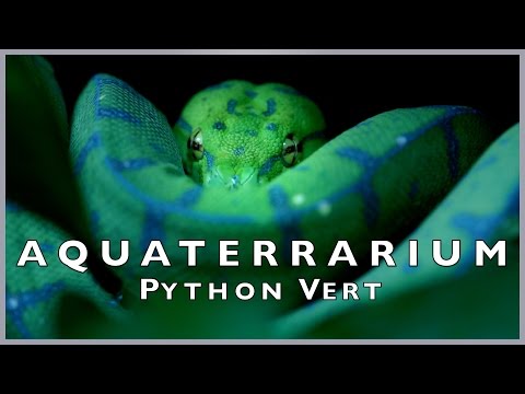 AquaTerrarium Serpent / Morelia Viridis / Green Tree Python