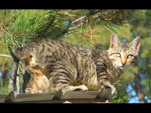 Animal Planet : Cats 101 ~ American Bobtail