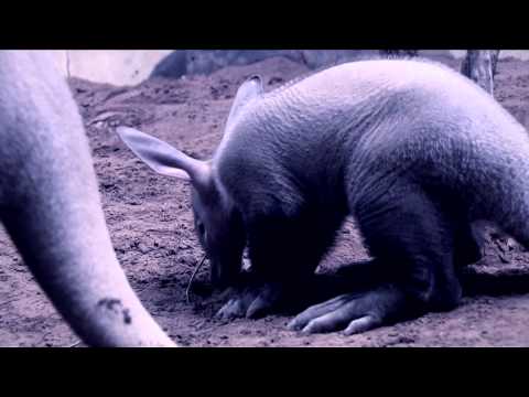 Meet &quot;Hoover&quot; The New Baby Aardvark At The Bronx Zoo