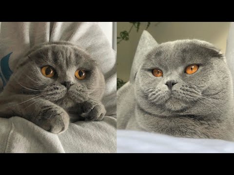 😍🐱 Gray Scottish Fold Kitten 🐾💖