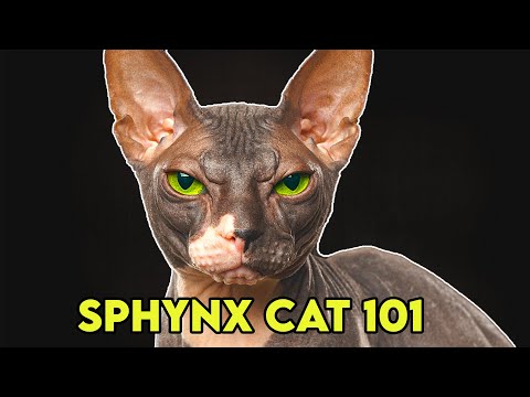 Sphynx Cat 101 - Must Watch BEFORE Getting One!