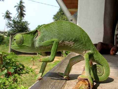 Cute wild chameleon, Chamaeleo senegalensis?