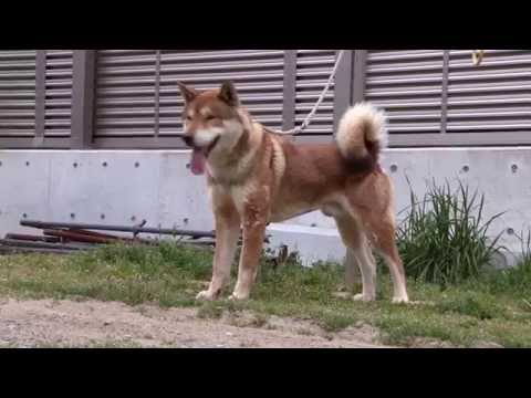 Shikoku ken in Japan Spring 2014 四国犬
