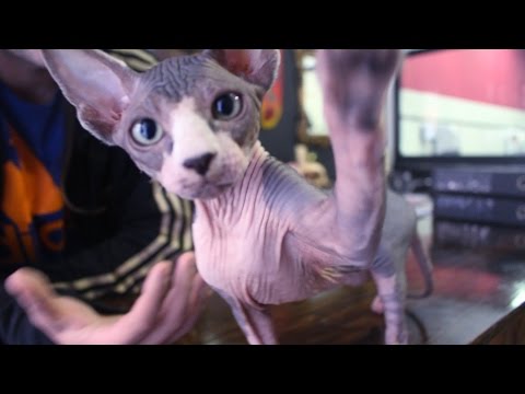 🐱 Gato Esfinge, Sphynx (&quot;gato calvo&quot;) 🐈 -Mi raza de gato favorita - Información, cuidados ..etc 🐱