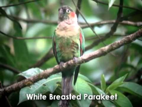 White Breasted Parakeet